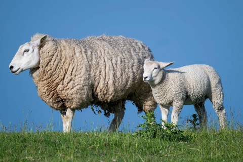 Ewe with lamb on the dyke, Hauke-Haien-Koog, North Frisia, Schleswig-Holstein, Germany, Europe