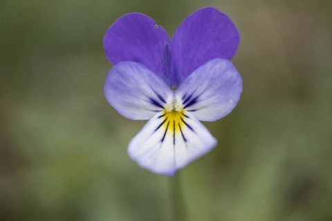 Heartsease (Viola tricolor), Emsland, Lower Saxony, Germany, Europe