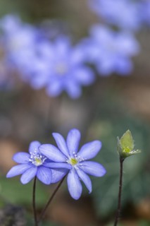 Liverwort (Hepatica nobilis), North Rhine-Westphalia, Germany, Europe