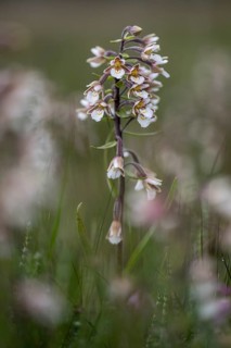 Marsh helleborine (Epipactis palustris), Emsland, Lower Saxony, Germany, Europe