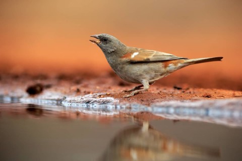 Northern grey-headed sparrow (Passer griseus), adult, at the water, drinking, Kruger National Park,