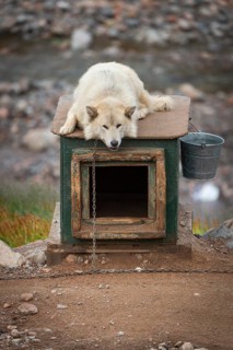 White sled dog lying chained on a doghouse, Inuit settlement Ittoqqortoormiit, Scoresbysund or