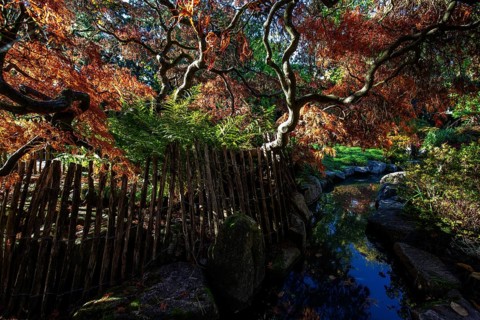 Fan maple (Acer palmatum), picket fence, autumn colours, stream, Japanese Garden, Zoological City