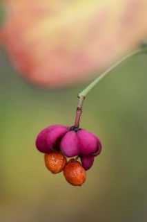 Peacock, spindle bush (Euonymus europaeus), fruit stand, Emsland, Lower Saxony, Germany, Europe
