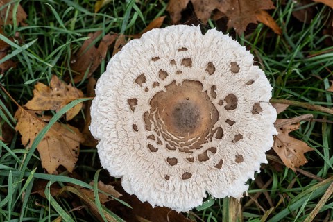 Large umbrella mushroom, Parasol (Macrolepiota procera), Emsland, Lower Saxony, Germany, Europe