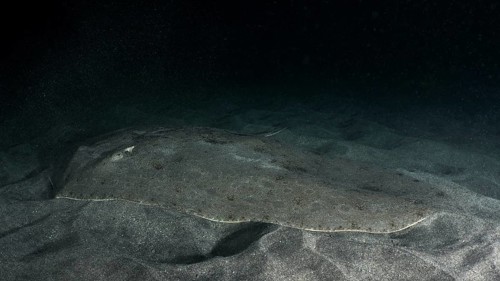 Butterfly ray (Gymnura altavela) rests camouflaged on the sandy seabed in dark surroundings. Dive