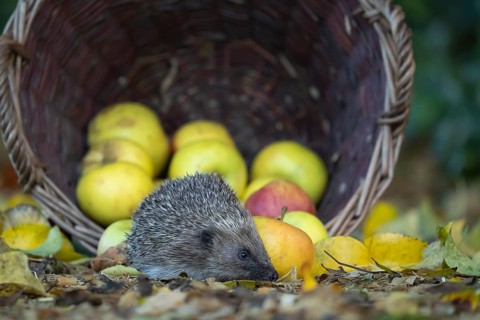 European hedgehog (Erinaceus europaeus) adult animal on fallen autumn leaves on a garden lawn in