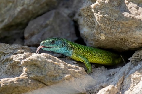 European green lizard (Lacerta viridis) looks out of its cave, lambing. Austria, Lower Austria