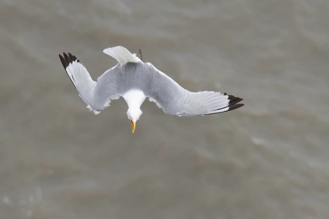 Kittiwake (Rissa tridactyla) adult bird calling in flight over the sea in the summer, Yorkshire,