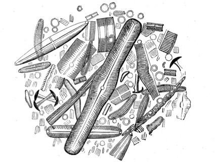 Diatoms or diatoms, Bacillariophyta, from the diatomaceous earth of Strafford in America,