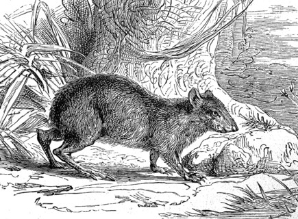 Goldaguti, Dasyprocta leporina, rodent, illustration from 1885, historical, digital reproduction of