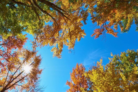 View up Trees with colourful autumn leaves under a blue sky with bright sun, autumn, White