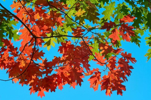 Autumn maple (Acer) in bright reds and greens against a clear blue sky, autumn, White Mountain, New