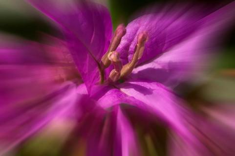 Flower impression, triplet flower (Bougainvillea glabra), zoom effect