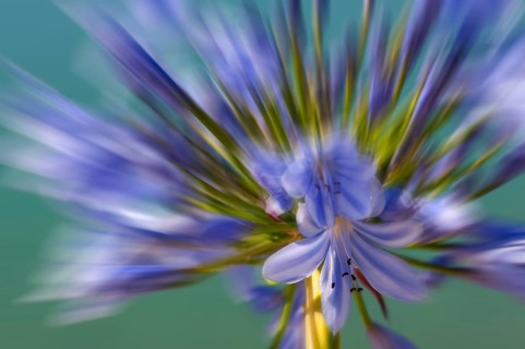 Flower impression, Blue lily (Agapanthus praecox), zoom effect