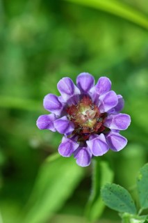 Large Self-heal (Prunella grandiflora), Large Self-heal, blue flower on a forest path, close-up