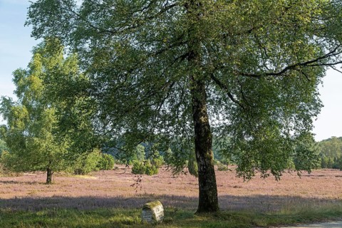 Heather blossom, trees, birches, stone signpost, near Wilsede, Bispingen, Lüneburg Heath, Lower