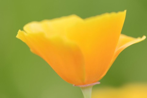 California poppy (Eschscholzia californica), flower, ornamental plant, North Rhine-Westphalia,