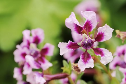 Quiverflower 'Vienco Lavender' (Cuphea llavea), flower, ornamental plant, North Rhine-Westphalia,