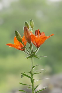 Fire lily (Lilium bulbiferum), flowers, ornamental plant, North Rhine-Westphalia, Germany, Europe