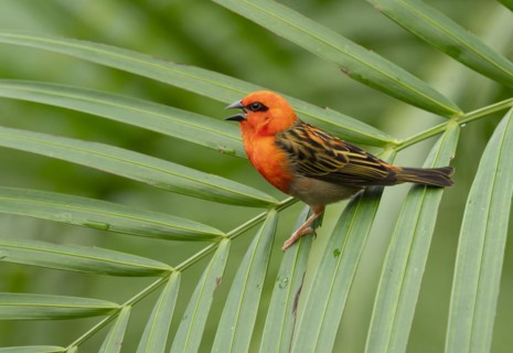 Red fody (Foudia madagascariensis), male, sitting on a palm tree, occurring in Madagascar, captive