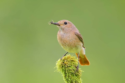 Common redstart (Phoenicurus phoenicurus), female with food on a mossy branch, songbird, wildlife,