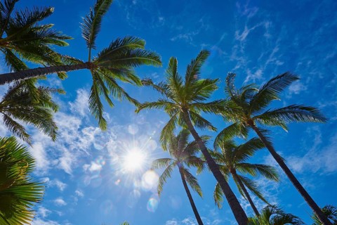 Landscape of palm trees at the Kuhio Beach, Honolulu, Hawaiian Island Oahu, O?ahu, Hawaii, Aloha