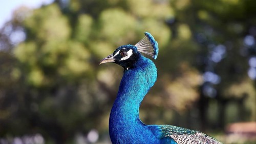 Close-up of an Indian peafowl (pavo) with green in the background, Filerimos, hill not far from