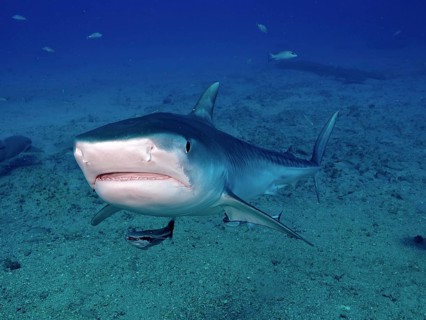 Tiger shark (Galeocerdo cuvier) with open mouth from the front, surrounded by small fish in the