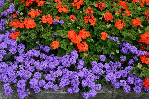Bed with verbenas and geraniums, inflorescence