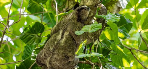 Brown-throated sloth (Bradypus variegatus) climbing a tree, Cahuita National Park, Costa Rica,