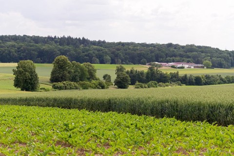 Sugar beet field (Beta vulgaris subsp. vulgaris), cereal field, Baden-Württemberg, Germany, Europe