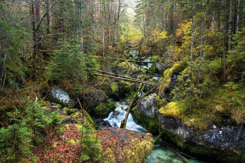 Wild nature in the Echerntal. Forest with dead wood. Fallen trees. The forest stream with rocks.