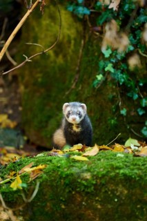 Ferret (Mustela putorius furo) standing on rock, Bavaria, Germany, Europe