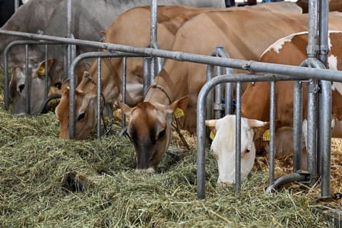 Jersey dairy cows and Swiss Fleckvieh dairy cows