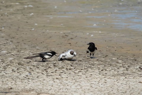 Black headed gull (Chroicocephalus ridibundus) adult bird dying of bird flu being attacked by two