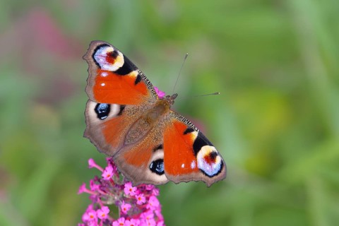 European peacock (Inachis io) sucking nectar on butterfly-bush (Buddleja davidii), butterfly bush,