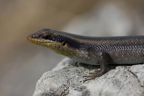 Striped skink, (Mabuya striata), male, Kaudum NP, Namibia, Africa, Africa