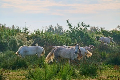 A herd of white Camargue horses grazing peacefully in a green pasture on a summer's day, Camargue,