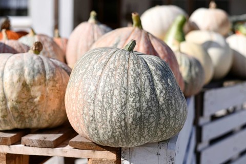 Close up of Cucurbita maxima 'One-too-Many' pumpkin at farmer's market