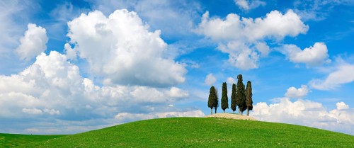 Group of trees, cypresses on hill in green field under blue sky with cumulus clouds, Province of