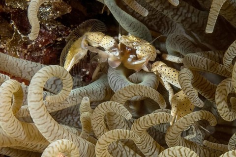 Yellow anemone porcelain crab (Neopetrolisthes alobatus) with blue dots on the body filters food