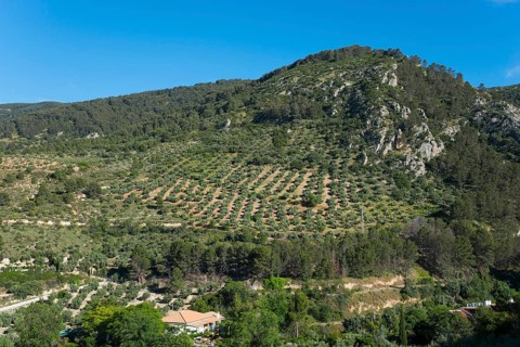 Green forested mountains and hills with a cloudless sky in the background, olive groves near Bedmar