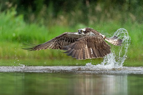 Western osprey (Pandion haliaetus) hunting with a trout, Aviemore, Scotland, Great Britain