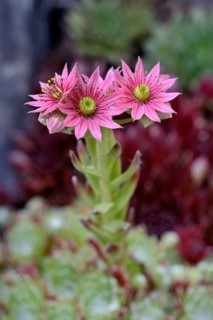 Houseleek (Sempervivum), inflorescence, North Rhine-Westphalia, Germany, Europe