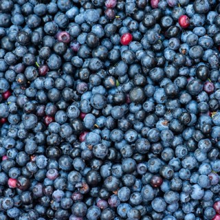 Fruit of the european blueberry (Vaccinium myrtillus), blueberry, harvest, Oldenburger