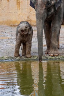 Asian elephant (Elephas maximus), juvenile and cow elephant, captive, distribution southern and