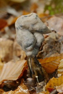 Grubenlorchel or Gruben-Lorchel (Helvella lacunosa, Helvella sulcata), North Rhine-Westphalia,