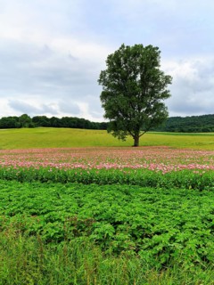 Solitary tree in opium poppy (Papaver somniferum), cultivation of edible poppy, poppy field, pink