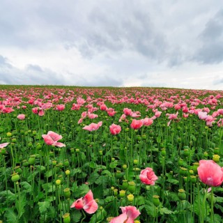 Opium poppy (Papaver somniferum), cultivation of edible poppy, poppy field, pink-coloured sea of